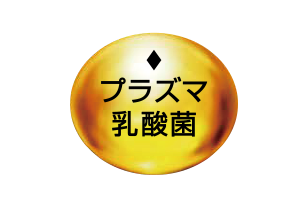 プラズマ乳酸菌