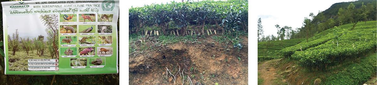 Figure: Wildife panel, Left: before soil runoff prevention, Right: after measures.