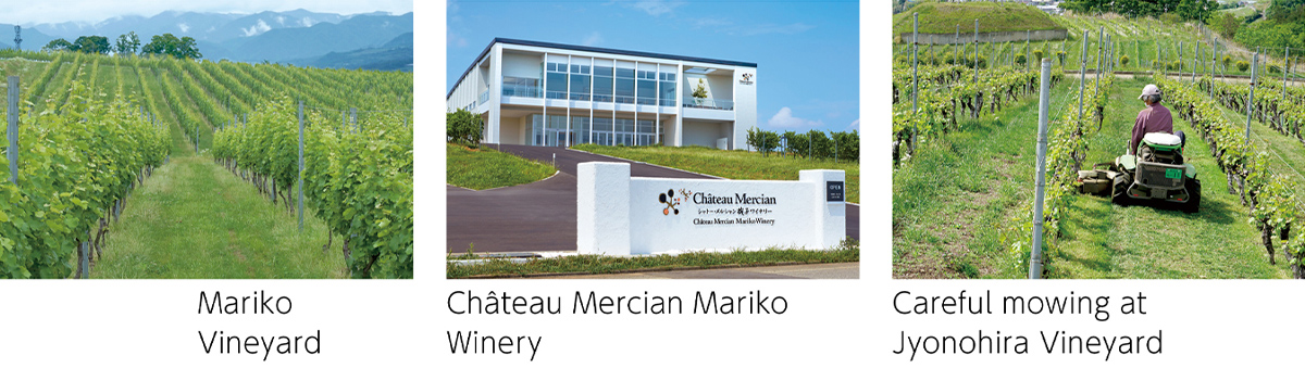 Image: Mariko Vineyard,Chäteau Mercian Mariko Winery,CarefuI mowing at Jyonohira Vineyard