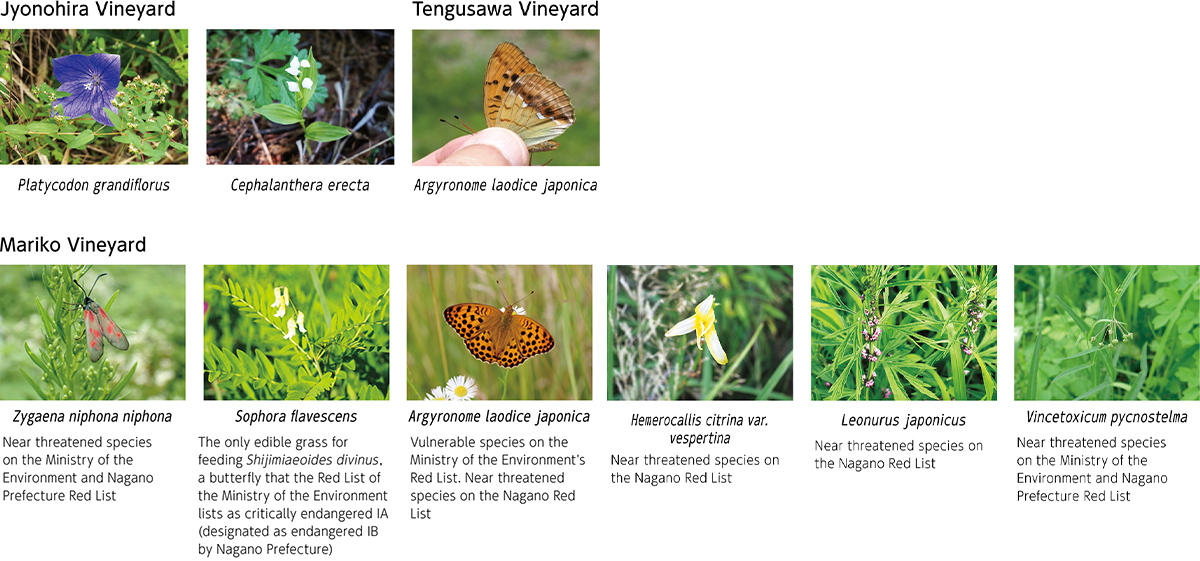 Image: Jyonohira Vineyard Platycodon grandiflorus Cephalanthera erecta, Tengusawa Vineyard Argyronome laodice japonica, Mariko Vineyard Zygaena niphona niphona Sophora  flavescens Argyronome laodice japonica Hemerocallis citrina var. vespertina Leonurus japonnicus vincetoxicum pycnostelma