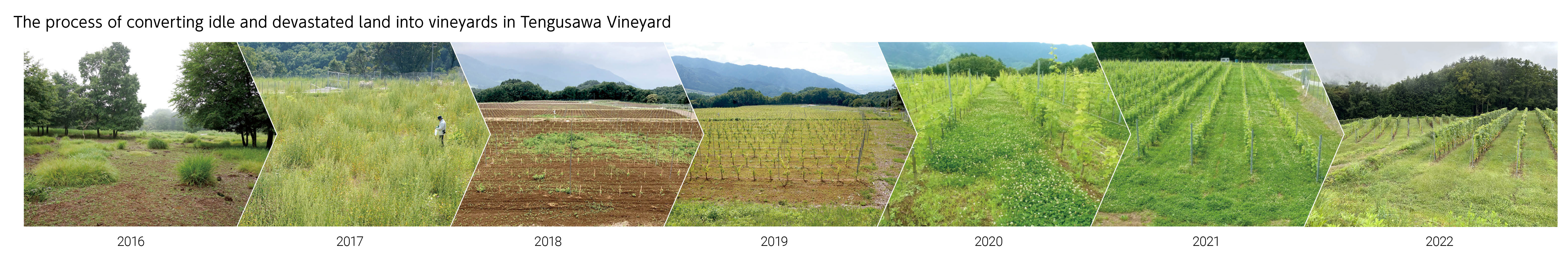 Image: The process of converting idle and devastated land into vineyards in Tengusawa Vineyard, 2016→2017→2018→2019→2020→2021