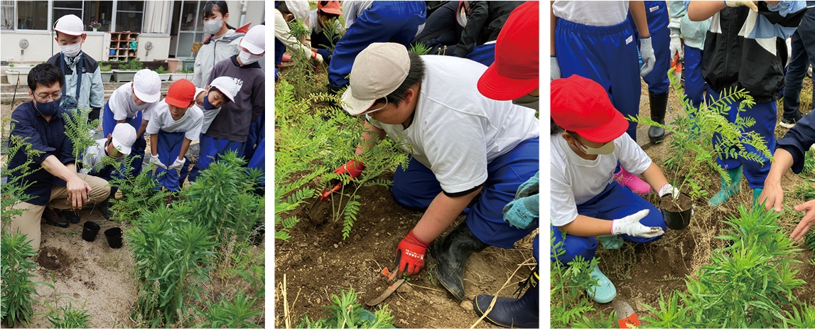 Sophora flavescens planting by elementary school students at the foot of Mariko Vineyard