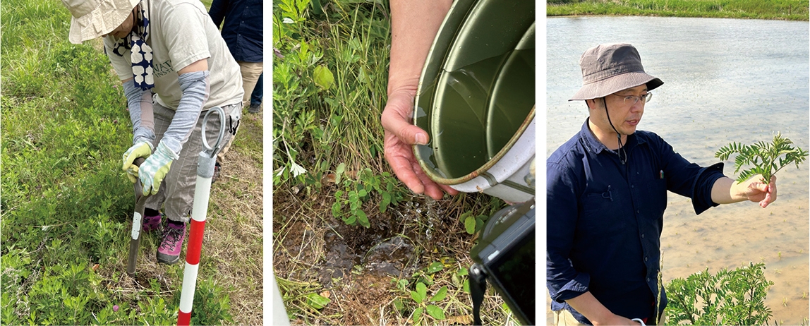 Volunteer Sophora flavescens planting and cuttings