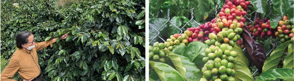 Arabica coffee farms