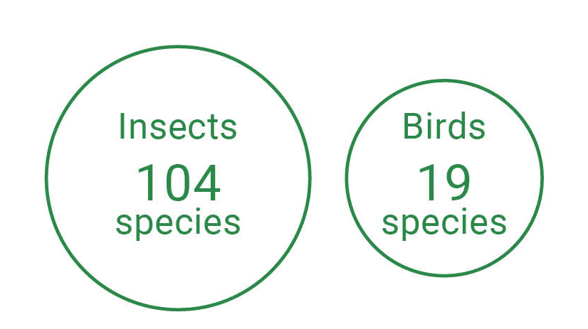 Figure: lnsects104,Birds 19