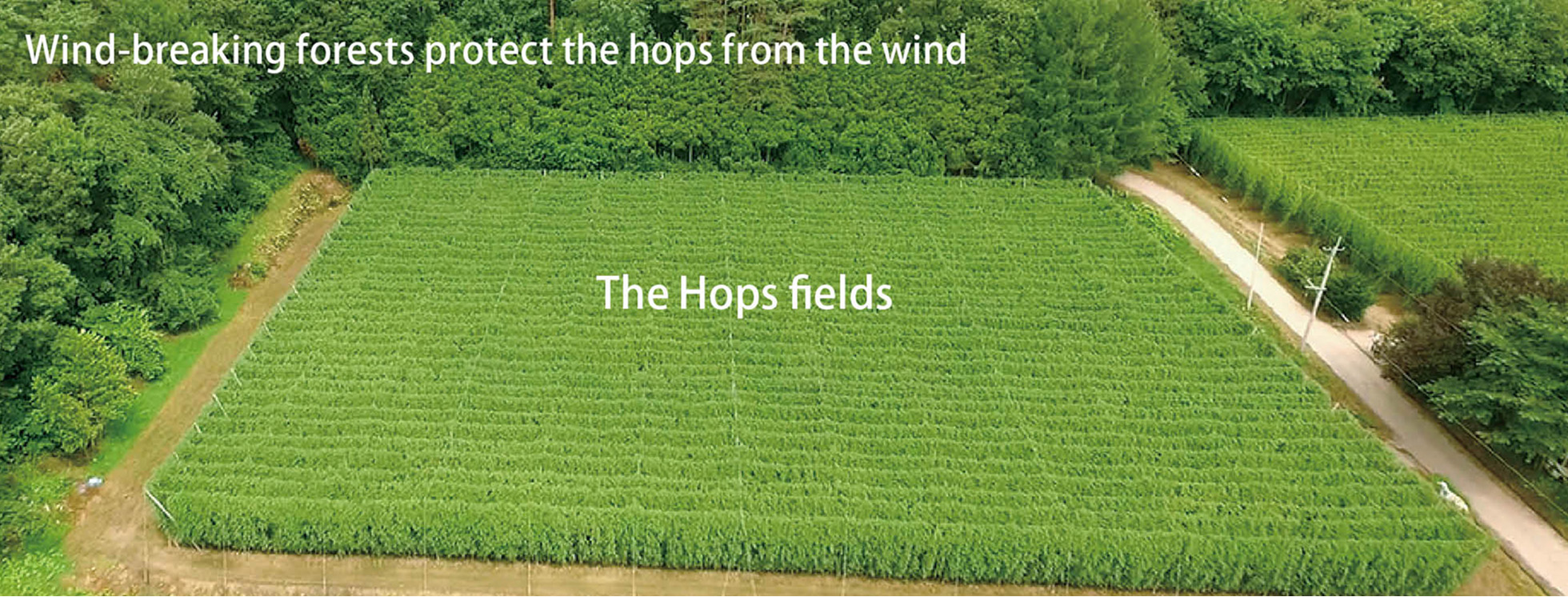 Diverse forms of life inhabit the wind-breaking forests planted to protect the hops and the underbrush planted to prevent drying of the ground.