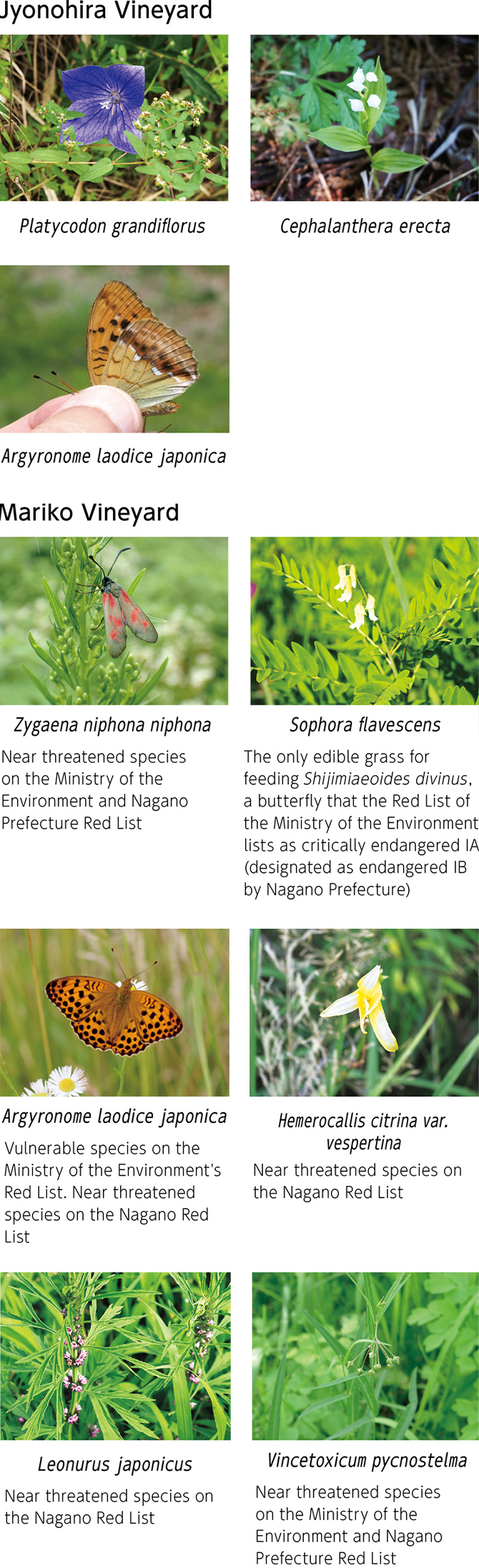 Image: Jyonohira Vineyard Platycodon grandiflorus Cephalanthera erecta, Tengusawa Vineyard Argyronome laodice japonica, Mariko Vineyard Zygaena niphona niphona Sophora  flavescens Argyronome laodice japonica Hemerocallis citrina var. vespertina Leonurus japonnicus vincetoxicum pycnostelma