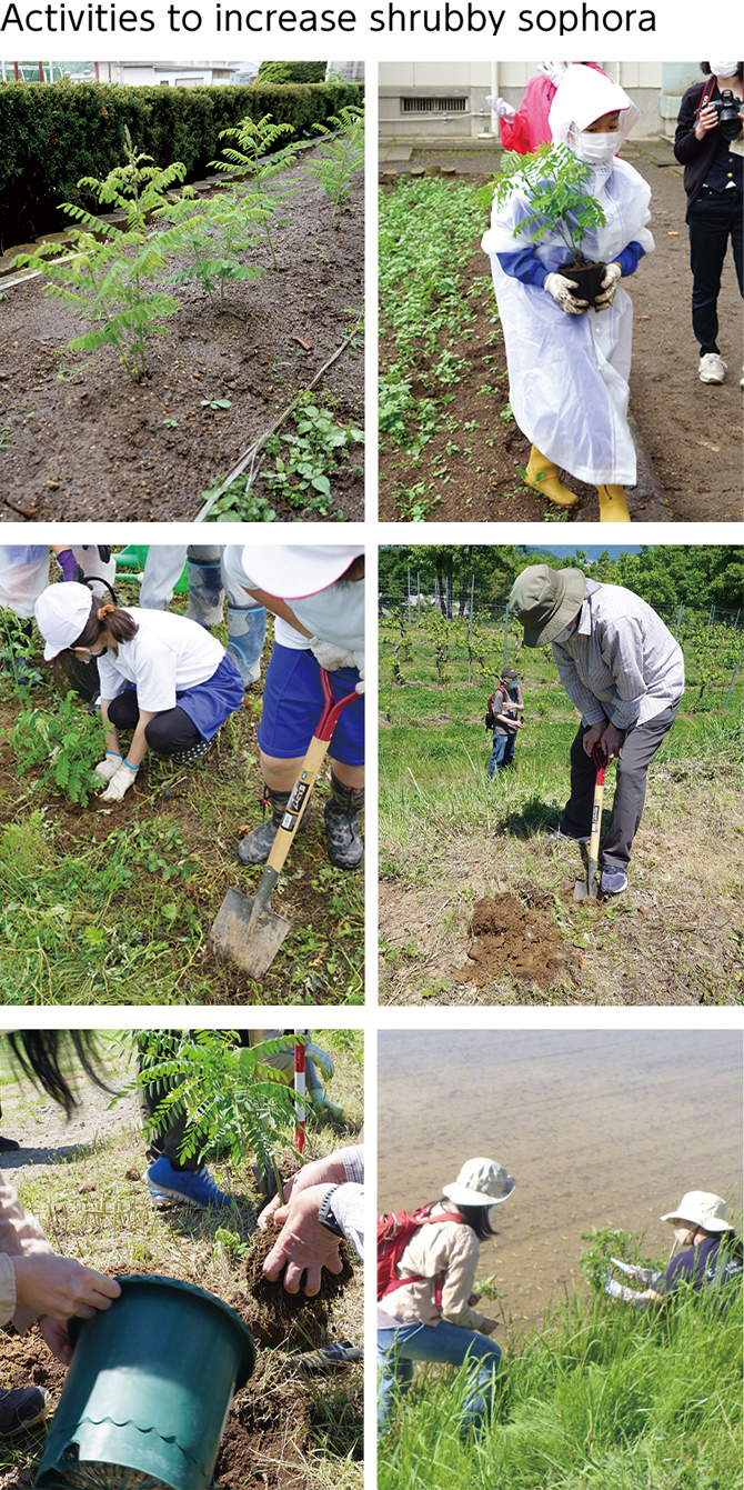 Image: Activities to increase shrubby sophora