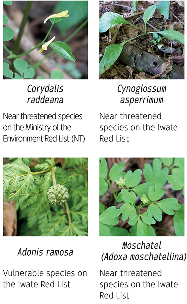 Image: Rare species found in ecological surveys,Corydalis raddeana Near threatened species on the Ministry of the Environment Red List (NT,Cynoglossum asperrimum Near threatened species on the lwate Red List,Moschatel (Adoxa moschatellina) Near threatened species on the lwate Red List