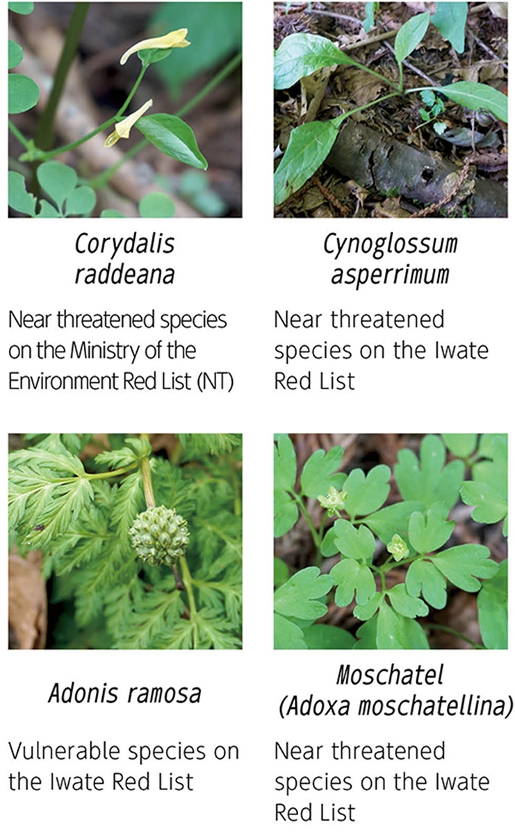 Corydalis raddeana.Near threatened species on the Ministry of the Environment Red List(NT),Cynoglossum asperrimum,Near threatened species on the Iwate Red List.Adonis ramosa,Vulnerable species on the Iwate Red List.Moschatel(Adoxa moschatellina）,Near threatened species on the Iwate Red List.