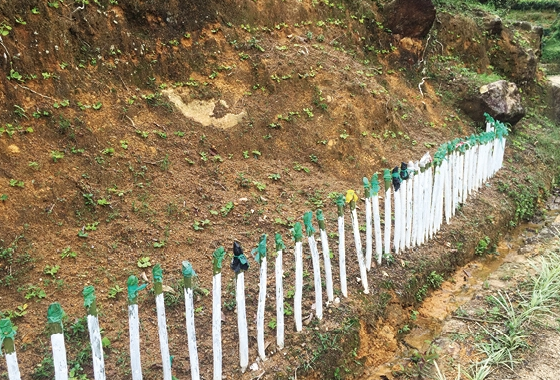 Soil runoff prevention fence