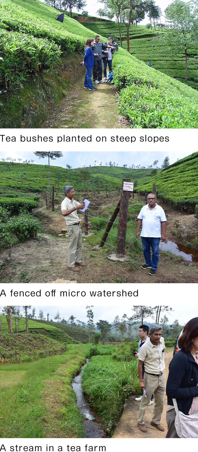 Image: Tea bushes planted on steep slopes, A fenced off micro watershed, A stream in a tea farm