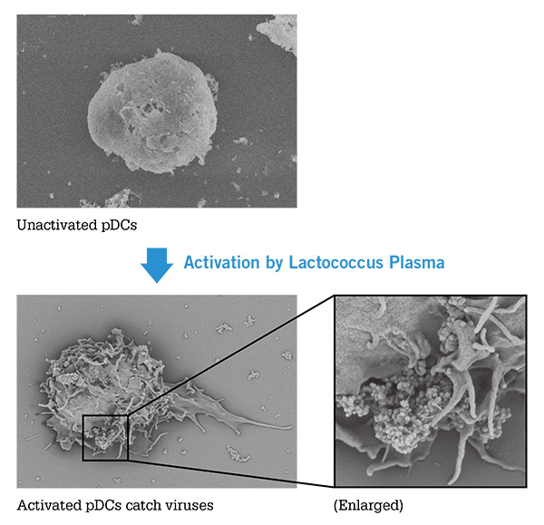 Activation by Lactococcus Plasma