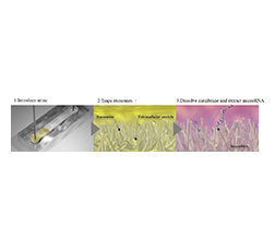 Craif's research on microRNA