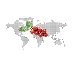 Chlorogenic acids from coffee beans