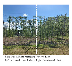 Field trial in Iwate