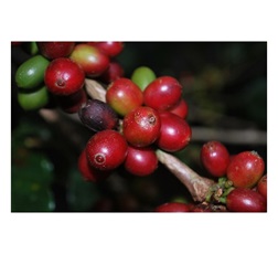 Coffee cherry