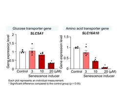 Decreased expression of genes related to nutrient absorption associated with cellular senescence