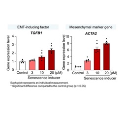 Increased expression of EMT-related genes associated with cellular senescence