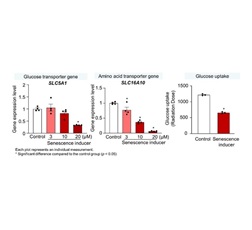 Decreased expression of genes related to nutrient absorption and reduced glucose uptake in human small intestinal organoids under a cellular senescence model