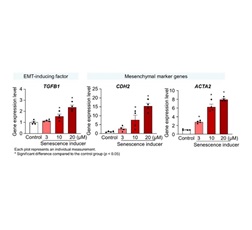 Increased expression of EMT markers in human small intestinal organoids under a cellular senescence model