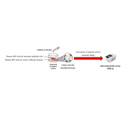 Schematic diagram of the experimental method using a co-culture system of intestinal epithelial cells and neurons
