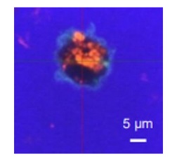 Figure 2. Uptake of L. paracasei KW3110 by dendritic cells