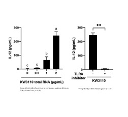 Attachment Figure 3. Involvement of RNA derived from L. paracasei KW3110 and TLR8 in the induction of IL-12 production