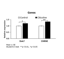 【Figure 1】Citicoline increased the gene expression involved in NMJ formation in a neuromuscular cell model