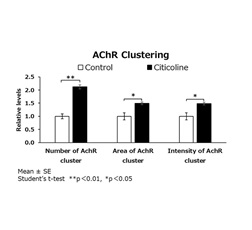 【Figure 3】Citicoline enhanced AChR clustering parameters in a neuromuscular cell model