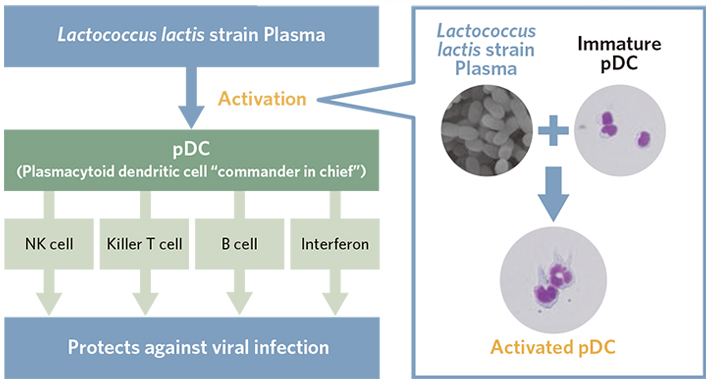 Plasmacytoid dendritic cells (pDCs) are directly activated by Lactococcus lactis strain Plasma image