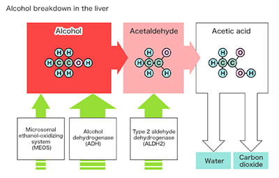 Alcohol breakdown in the liver