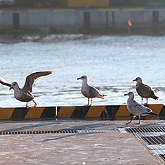 女川の漁港では、うみねこ達も仲間のような雰囲気で船を待つ。