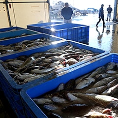 市場に並ぶ鮮度の高い魚。季節によって水揚げされる魚の種類が多いものも女川港の特徴。