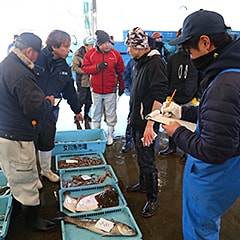 「目利きが集まる街」ともいわれる女川町。ベテランも若手も、魚を見る目は真剣そのもの。