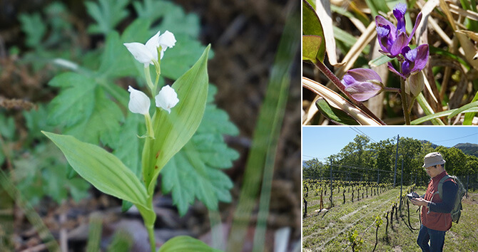 城の平ヴィンヤードと椀子ヴィンヤードの春の植生調査で、希少種の花を見つけました