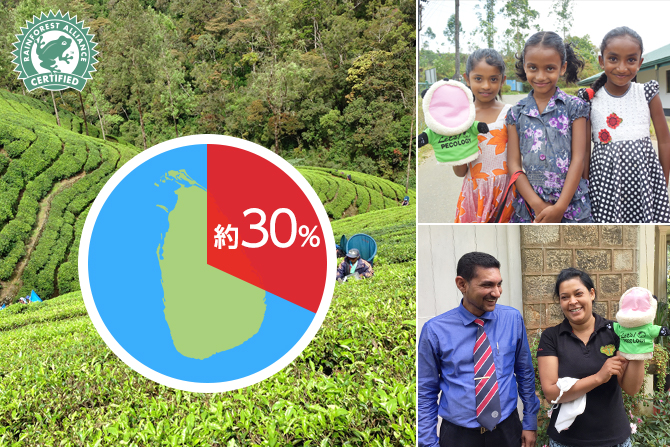スリランカのレインフォレスト・アライアンス認証を取得している紅茶大農園の約30%はキリンの支援で取得し、持続可能な農園になりました