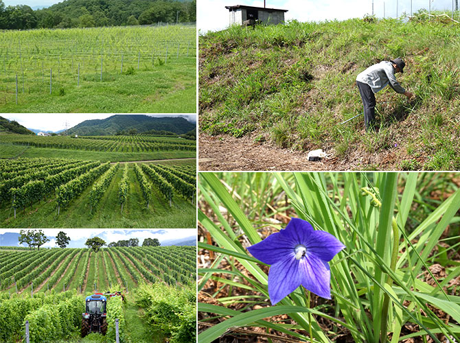 垣根栽培・草生栽培で日本ワインのためのブドウを育てることが生態系を豊かにすることを確かめる生態系調査を再開しました