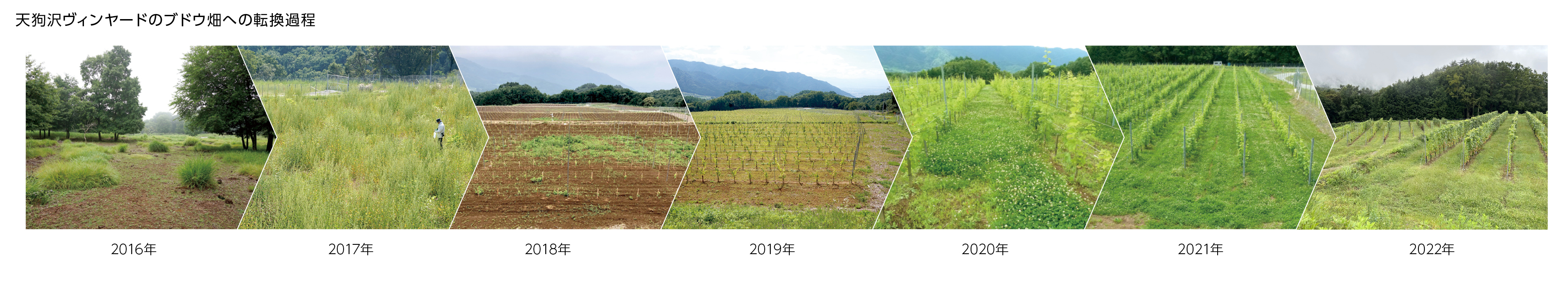 写真：天狗沢ヴィンヤードのブドウ畑への転換過程、2016年→2017年→2018年→2019年→2020年→2021年→2022年