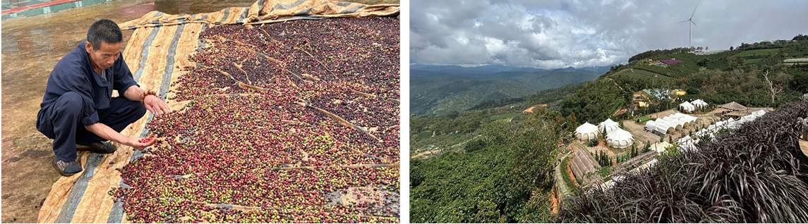 写真：コーヒー果実（ロブスタ種）を乾燥させる　風光明媚なコーヒー豆生産地ダラット様子
