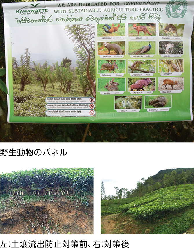 図：野生動物のパネル、左：土壌流出防止対策前、右：対策後