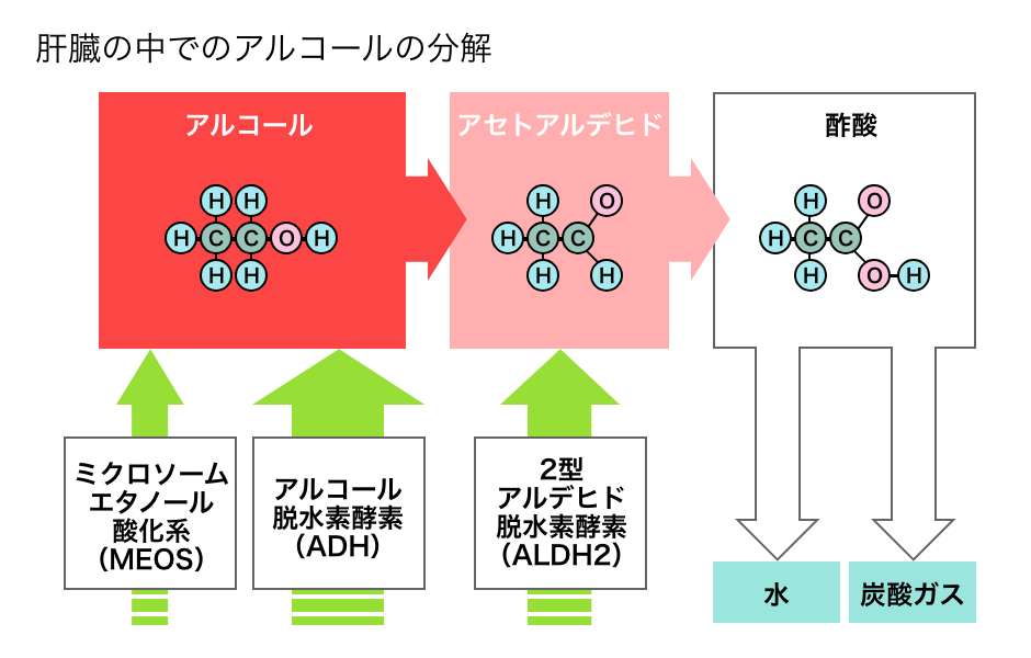 肝臓の中でのアルコールの分解