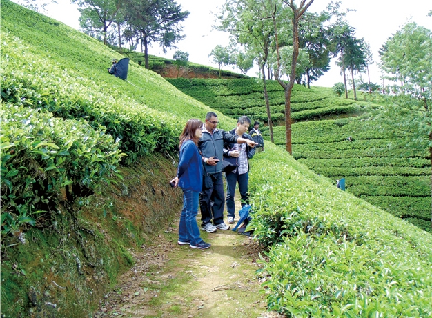 急斜面に植えられている茶の機