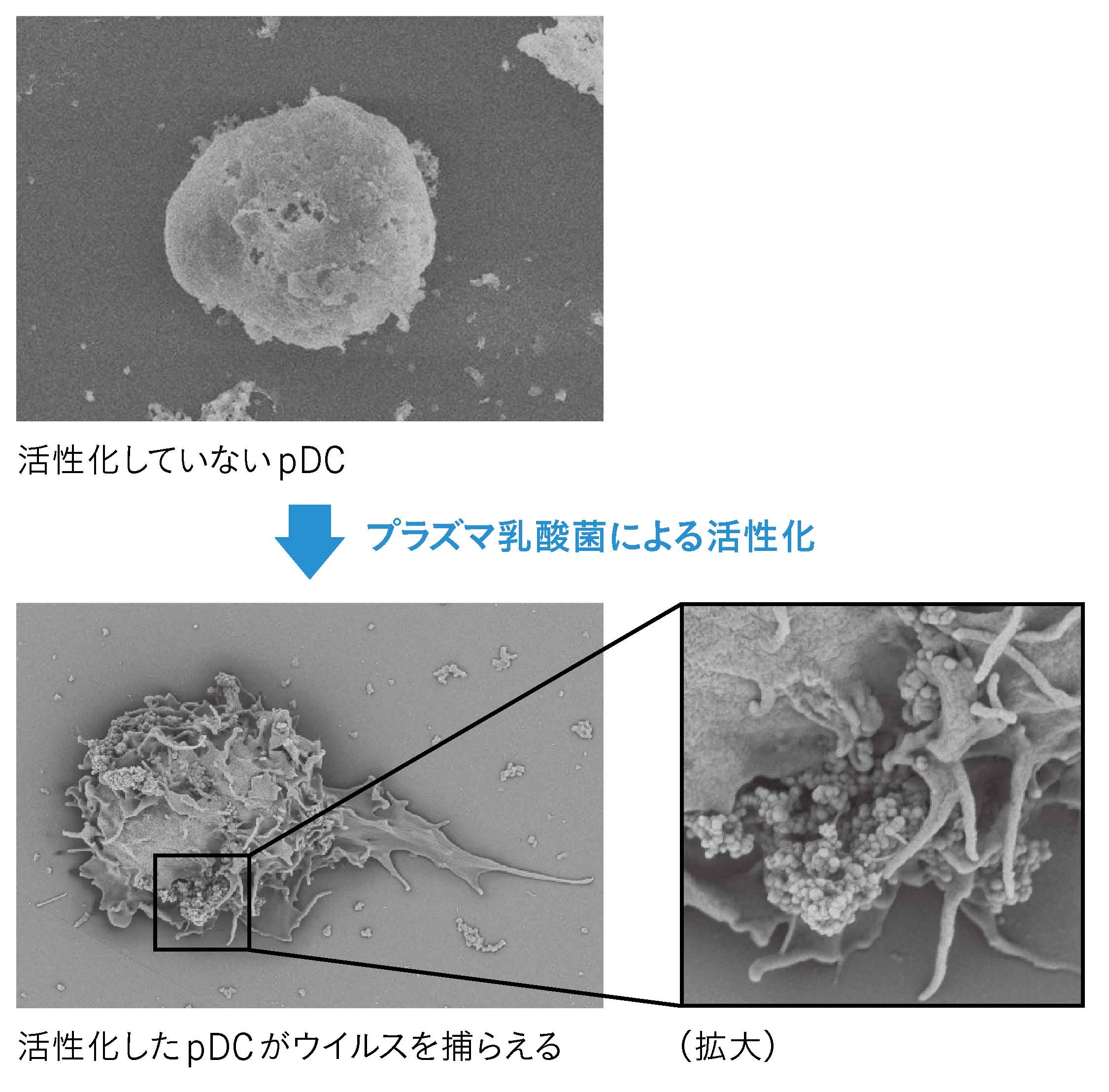 ウイルス感染リスク低減技術－プラズマ乳酸菌