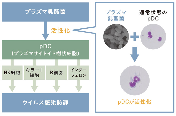 プラズマサイトイド樹状細胞(pDC)を 直接活性化する「プラズマ乳酸菌」イメージ