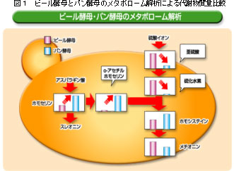 図１　ビール酵母とパン酵母のメタボローム解析による代謝物質量比較