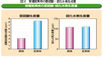 図２　育種変異株の亜硫酸・硫化水素生成量