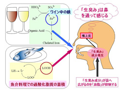 図.「生臭み」は鼻を通って感