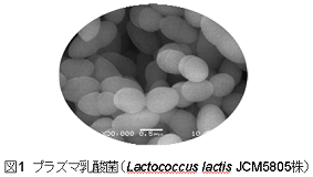 図1 プラズマ乳酸菌（Lactococcus lactis JCM5805株）