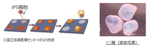 図1 iPS細胞由来の腸立体ミニ臓器